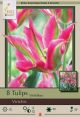 Tulip Virichic 8PK