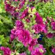 Hollyhock Spring Celebrities Purple