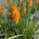 Red Hot Poker Orange Blaze