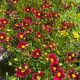 Coreopsis Lil Bang Red Elf