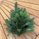 Bough Noble Fir