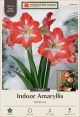 Amaryllis Minerva