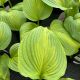 Hosta Avocado