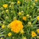 Coreopsis Solanna Golden Sphere