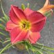 Daylily Enon