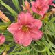 Daylily Passionate Returns