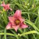 Daylily Stephanie Returns