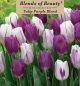 Tulip Purple Blend 18PK