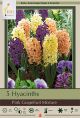 Hyacinth Pink Grapefruit 5PK