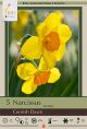 Narcissus Cornish Dawn 5PK