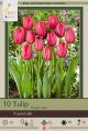 Tulip Yosemite 10PK