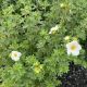 Potentilla Creme Brulee