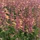 Agastache Meant to Be Queen Nectarine