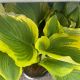 Hosta Shawdowland Seducer