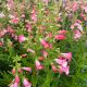 Penstemon Flock of Flamingos