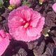 Hibiscus Hardy Summerific Edge of Night