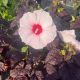 Hibiscus Hardy Dark Mystery