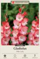 Gladiolus Pink Lady 10PK