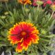 Blanket Flower Spintop Orange Halo