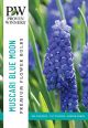 Muscari Blue Moon 45PK