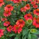 Coneflower Sombrero Fiesta Orange