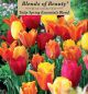 Tulip Spring Essentials 15PK