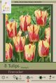 Tulip Firecracker 10PK