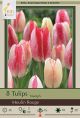 Tulip Moulin Rouge 8PK