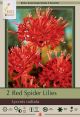 Lycoris Red Spider Lily 2PK