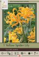 Lycoris Yellow Surprise 1PK