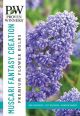 Muscari Fantasy Creation 45PK