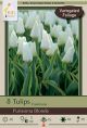 Tulip Purissima Blonde 8PK