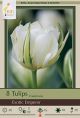 Tulip Exotic Emperor 10PK