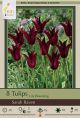 Tulip Sarah Raven 8PK