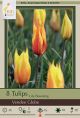 Tulip Vendee Globe 10PK