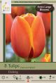 Tulip Dafeng 10PK