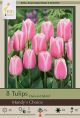 Tulip Mandy's Choice 8PK