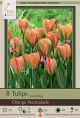 Tulip Orange Marmalade 10PK