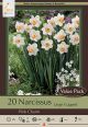 Narcissus Pink Charm 20PK