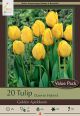 Tulip Golden Apeldoorn 15PK