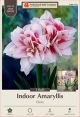 Amaryllis Elvas