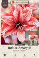 Amaryllis Flamed Amadeus