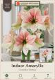 Amaryllis Grandise Fantasy