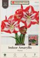 Amaryllis Pierrot