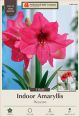 Amaryllis Pleazure