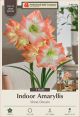 Amaryllis Shine Dream