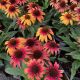 Coneflower Sunseeker Tequila Sunrise