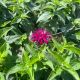 Bee Balm Balmy Purple