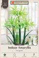 Amaryllis Evergreen