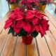 Poinsettia 8